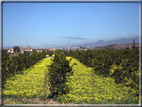 foto Pendici dell'Etna